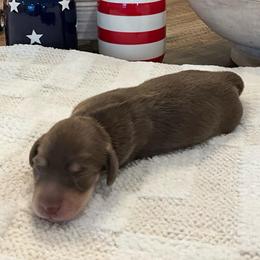 Ava - Chocolate and tan female Dachshund puppy in Menifee, California from Dachshunds in SoCal
