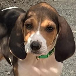 Boy 1 - Tri-colored male Treeing Walker Coonhound puppy in Vermontville, Michigan from Stackem Up Kennel