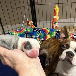 Boy 2 - male Boston Terrier puppy in Lowell, Arkansas from Bogan's Boston's