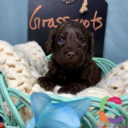 Grassroots - Chocolate male Labradoodle puppy in Bowman, Georgia from Companion Creek Farm