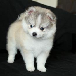 Sweetie - Silver and white female Pomsky puppy in Paulden, Arizona from Rose Peek Pomskies