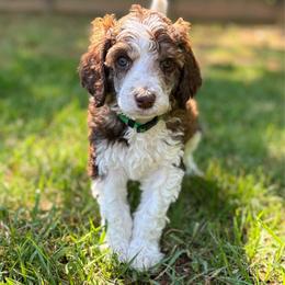 Colin - Teal Collar - Sable male Poodle puppy in Monroe, North Carolina from The Klepper Homestead