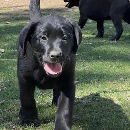 Labrador Retrievers from KS Labradors