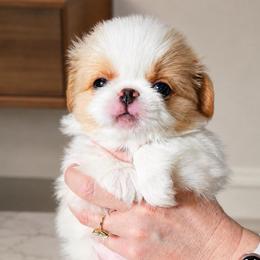 Bo - Lemon and white male Japanese Chin puppy in Orlando, Florida from Meghan's Japanese Chins