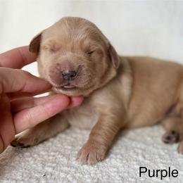 Breckenridge- purple collar - Golden female Golden Retriever puppy in Colorado Springs, Colorado from Mercy Mountain Bernedoodles