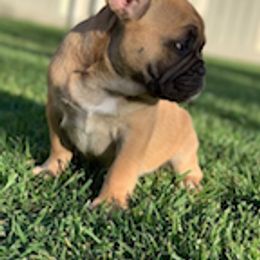 French Bulldog puppies from Moxxis Frenchies