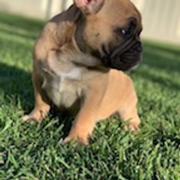 French Bulldog puppies from Moxxis Frenchies