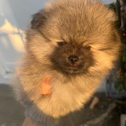 Valentino - Orange sable male Pomeranian puppy in Lakewood, California from Premiers Poms