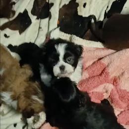 Jaxson - Brindle and white male Shih Tzu puppy in Brodnax, Virginia from KBs Shih Tzu Babies