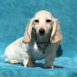 Bandit - Cream male Dachshund puppy in Lincoln, Arkansas from Red Dirt Dachshunds