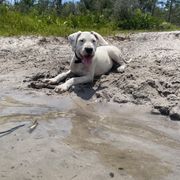 Tipsy - White female Dogo Argentino puppy in Winter Haven, Florida from Wayward’s Dogos and Spellbound Greyhounds