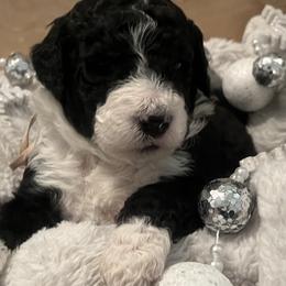 Candy - Parti female Goldendoodle puppy in Waterloo, Illinois from Dreamy Doodles
