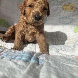 Goldendoodle Puppies from Cassie Farms