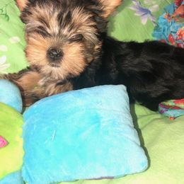 Biewer Terrier and Yorkshire Terrier Puppies from York Town California