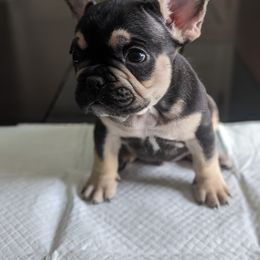 French Bulldog Puppies from Jgrfrenchies