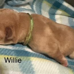 Willie - Yellow male Labrador Retriever puppy in Moses Lake, Washington from Kreger Lake Kennels