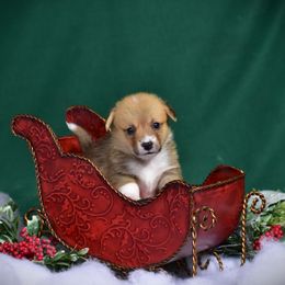 Girl 2 - Pembroke Welsh Corgi puppy in Gig Harbor, Washington from Pacific Northwest Pembroke Welsh Corgis