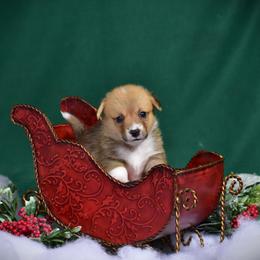 Girl 2 - Pembroke Welsh Corgi puppy in Gig Harbor, Washington from Pacific Northwest Pembroke Welsh Corgis