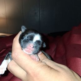 Girl 3 - Black gold and white female Shih Tzu puppy in Birmingham, Alabama from K&D kennels