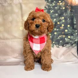 Sugar - Red  female Goldendoodle puppy in Pocasset, Massachusetts from Mini Goldendoodles of Cape Cod