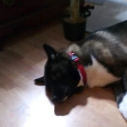Akita from My Akita