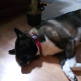 Akita from My Akita