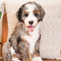 Bernedoodles, Cockapoos, and Goldendoodles from Macy Meadows Doodles