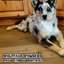Pomsky Puppies from Wolfpack Pomskies