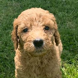 Caucasian Shepherd Dogs, Labradoodles, Saint Bernards, and Working Dog Crosses from Blue Line Kennels