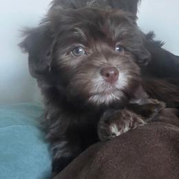Chocolate female light purple female - Chocolate female Havanese puppy in Medina, Ohio from Momma's Minis