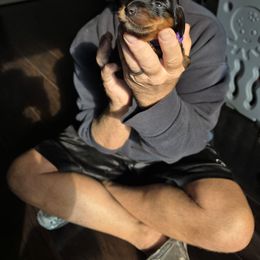 Six Purple - Black and tan female Dachshund puppy in Clarksville, Tennessee from Sonya's Dachshunds