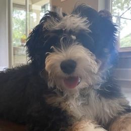 Bernedoodles from Bailey's Bernedoodles