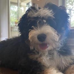Bernedoodles from Bailey's Bernedoodles