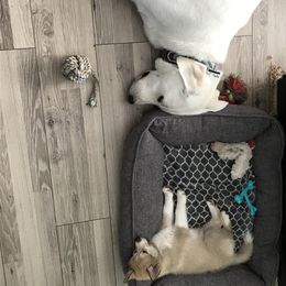 Pomsky Puppies from River Enz Pomskies