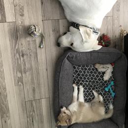 Pomsky Puppies from River Enz Pomskies