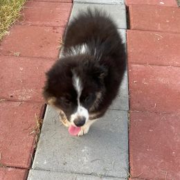 Miniature Australian Shepherds from Edwina's Aussies