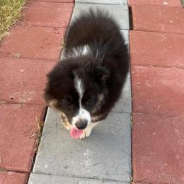 Miniature Australian Shepherds from Edwina's Aussies