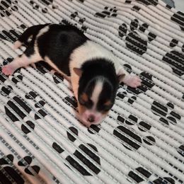 Puppy 3 - Parti male Yorkshire Terrier puppy in Newnan, Georgia from Yorkie Tales