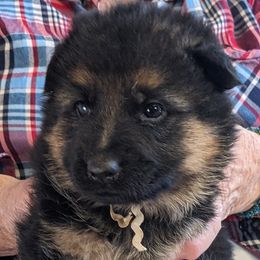 Iris - German Shepherd puppy in Chapel Hill, Tennessee from Black Swan German Shepherd Dog