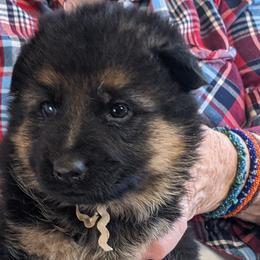 Iris - German Shepherd puppy in Chapel Hill, Tennessee from Black Swan German Shepherd Dog