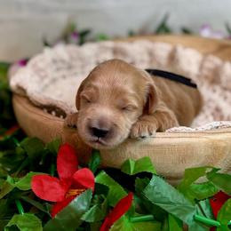 Barnacle (black) - Red  male Goldendoodle puppy in Haltom City, Texas from Ohana Doodles