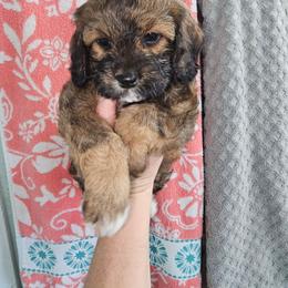 Zuri - Sable female Cockapoo puppy in Indiahoma, Oklahoma from Phamily Doodles
