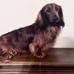 Rheagar - Dachshund