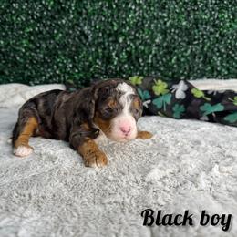 Black boy - Blue merle male Bernedoodle puppy in Modesto, California from Two Doods Doodles
