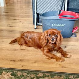 Lucky - Ruby female Cavalier King Charles Spaniel puppy in Beresford, South Dakota from DAKOTA DOOD RANCH