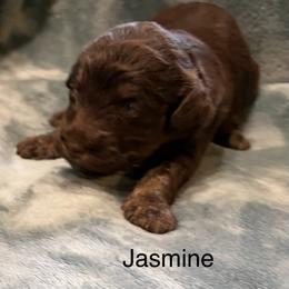 Jasmine - Red phantom female Aussiedoodle puppy in Mountain Home, Arkansas from White River Doodles