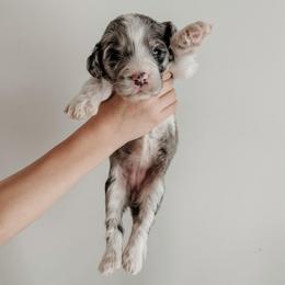 Greta. - Blue merle and white female Sheepadoodle puppy in Wabash, Indiana from DOODCompany