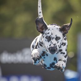 Dalmatians from New Horizonz Dobermans and Dalmatians
