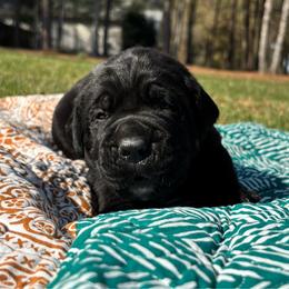 Moe - Black male Cane Corso puppy in Beech Island, South Carolina from Relic Cane Corso