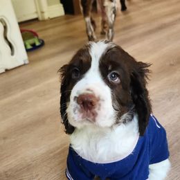 Mr Brown - White and liver male English Springer Spaniel puppy in Montville, Connecticut from Hillside Springs Farm